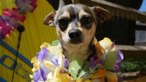 blue chip farm animal refuge|blue chip animal shelter dogs for adoption.